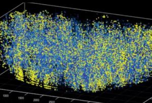 За първи път учени наблюдават 1 млн. неврона в мозъка на мишка едновременно
