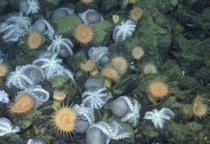 Дълбоководни природни „горещи вани“ помагат за излюпването на яйцата на октоподи