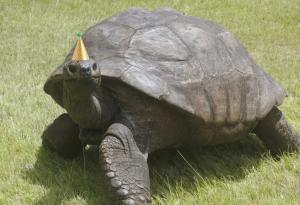 Джонатан, най-старата костенурка на света, отпразнува официално 190-ия си рожден ден