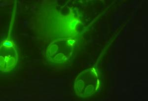 Откриха първото въобще животно, което не се нуждае от кислород, за да оцелее