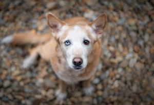 21 портрета на осиновени кучета, които ще разтопят сърцето ви