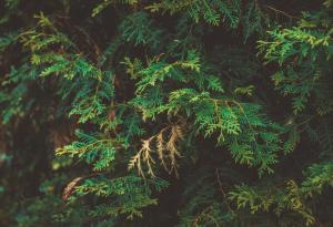 Защо съхне част от декоративната растителност в градските паркове?