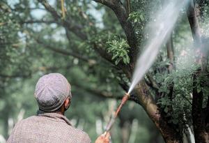 Слънцезащита за растенията: ролята на каолиновата глина