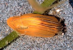 Морският охлюв Phyllaplysia taylori – естествен съюзник в борбата с изменението на климата