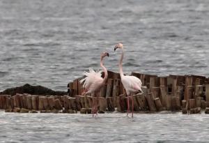 Розовата вълна: птиците, които промениха Бургас