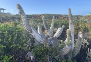 В САЩ е регистрирано първото изчезване на вид, свързано с покачването на морското равнище 