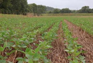 Регенеративното земеделие: защо почвата е първата линия на адаптация към климата