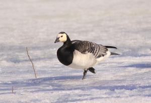 Фалшива пролет, внезапна зима: птиците в климат на изненади