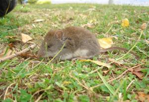 Тези мишки порастват по-големи от едната страна на планината. И вече знаем защо