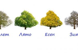 Изберете дървото на любимия си сезон и разберете каква е душата ви