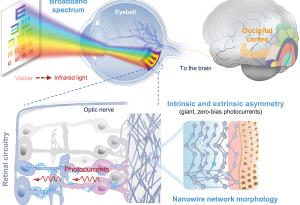 Ретинална протеза от наножици частично възстановява зрението при слепи мишки