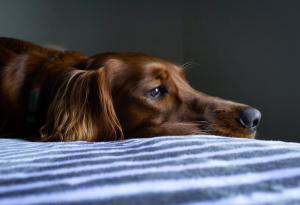 Кучетата, изглежда, наистина тъгуват за своите починали събратя