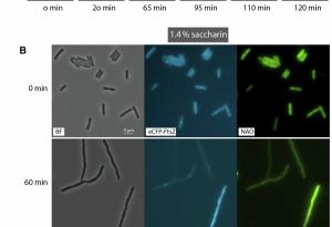 Захаринът показва изненадваща способност да преодолява антибиотичната резистентност