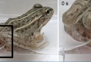 Жаба погълна тези водни бръмбари, но те се измъкнаха живи през задните ѝ части