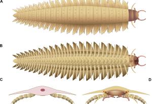 Учени пресъздадоха главата на най-голямата буболечка, пълзяла някога по Земята