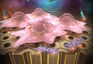 Създадоха повърхности, враждебни към бактериите, но благоприятни за клетките 