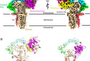 Учени визуализираха ключови протеинови структури, свързани с имунния отговор и възпалението