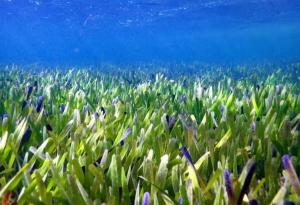 Запознайте се с най-голямото растение – морска трева, простираща се на 180 км в Западна Австралия