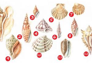 Тест с миди и рапанчета: Каква личност сте?