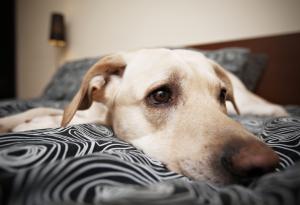 Кучето ви вероятно ревнува дори когато си представя, че галите друго куче