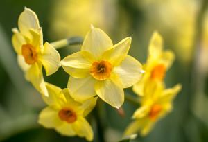 10 цветя, които е по-добре да не подарявате