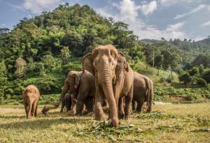 Над 64% от подходящите местообитания за азиатските слонове са загубени от 1700 г. насам