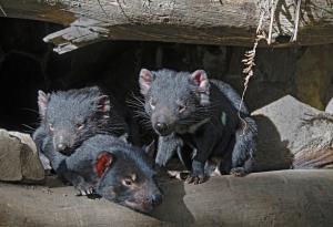 Тасманийските дяволчета създават приятелства за цял живот