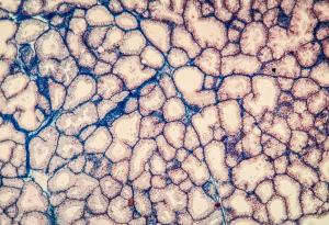 Учени създадоха слъзни жлези и ги разплакаха