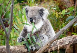 Животното, което пие най-малко вода