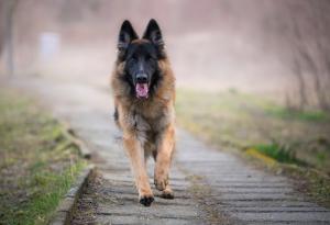 Най-независимите породи кучета