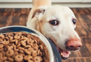 Колко често трябва да храним кучето си? Ново мащабно изследване дава изненадващ отговор