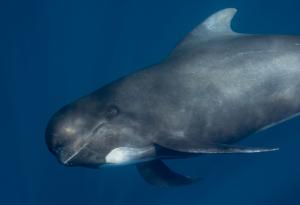 Около 500 гринди са загинали в Нова Зеландия