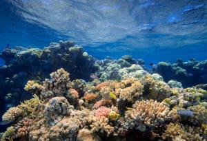 Все повече коралови рифове страдат от недостиг на кислород,