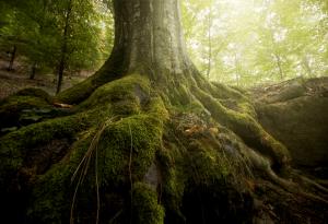 Три вековни дървета в Смолян и Харманли са обявени за защитени