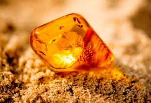 Откриха най-древния образец на животинска сперма в кехлибар на 100 млн. години