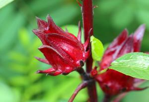 Антиоксиданти в суданската роза помагат в борбата със затлъстяването