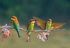Учени предлагат ново родословно дърво на птиците и преразглеждат еволюционната им история 
