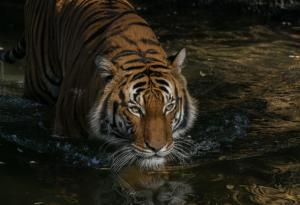 Тигър в zоологическата градина в Ню Йорк даде положителна проба за COVID-19