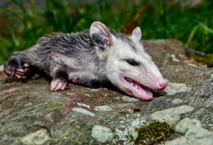 Опосумите – най-добрите актьори