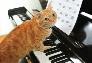 Котките и хубавата музика са единственото спасение от реалността