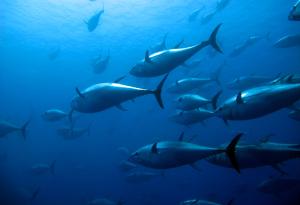 Съдържанието на живак остава постоянно в рибата тон 