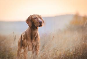Иън Донбар за кучешкото обучение, подходящо за кучета