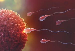 Мислехме си, че знаем как плуват сперматозоидите. Всичко обаче е било оптична илюзия