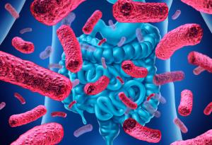 Учени за първи път анализират полезни чревни бактерии, които се хранят със захари