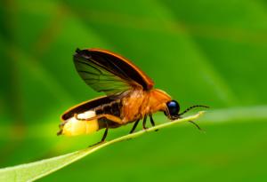 Бръмбари, които светят