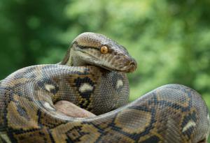 Змийско месо: Новата високопротеинова суперхрана