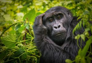 Горилите разбират граматиката и имат три глаголни времена