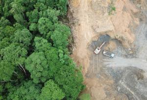 Докато COVID-19 продължава да вилнее, обезлесяването в Амазония е във възход