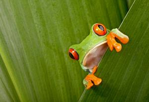 Ето защо някои жаби имат толкова големи очи на фона на своето тяло