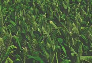 Когато са стресирани, растенията издават звуци, които не можем да чуем